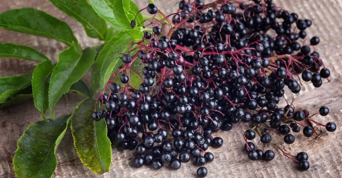 European elderberries are used in My Fresh Farmacy elderberry syrup, gummy bears, tinctures, teas.