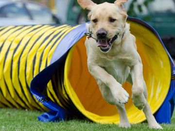 Dog running threw tunnel