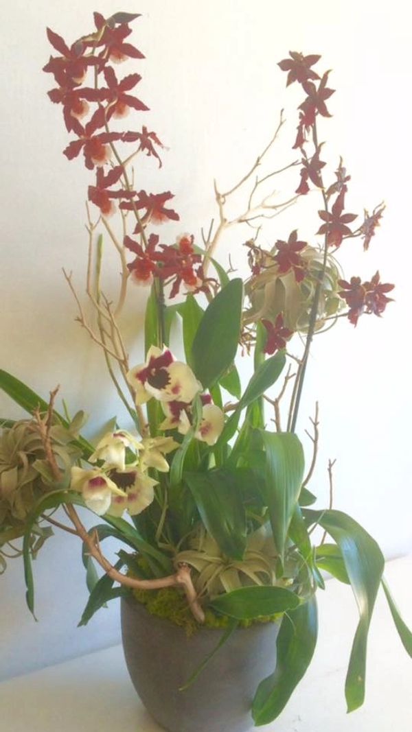 Orchid arrangement in a gray pot.