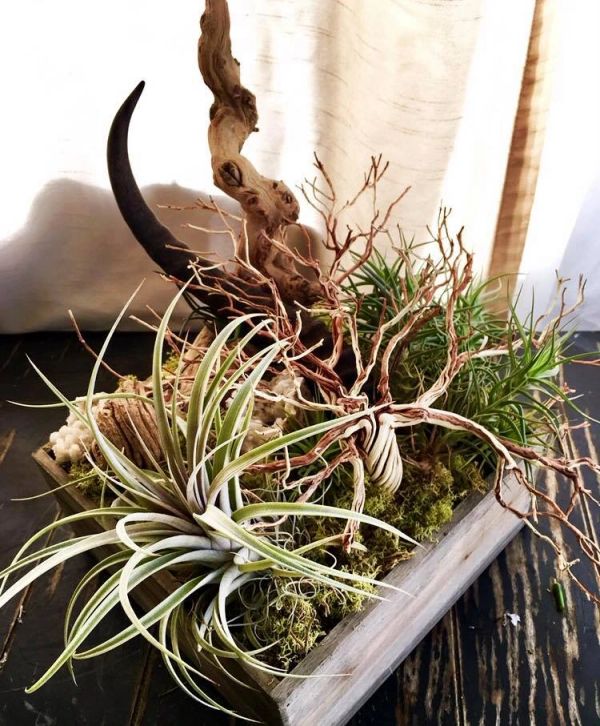 Decorative air plants and driftwood in a wooden tray.