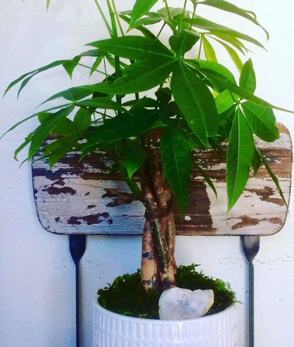 Green leafy plant in a white pot against a rustic wooden chair.