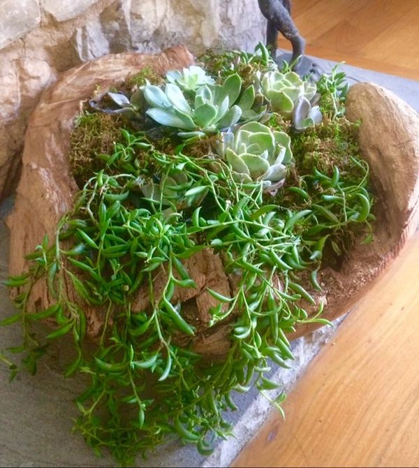 Succulent plants arranged on a rustic wooden stump.
