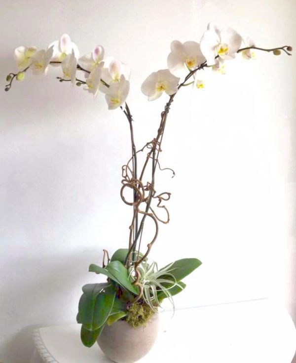 White orchid flowers in a pot with twisted stems.