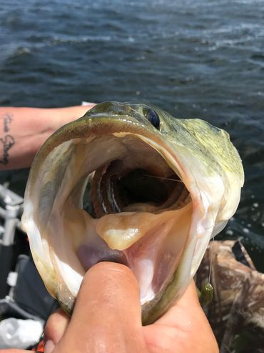 A person holding the mouth of a caught fish