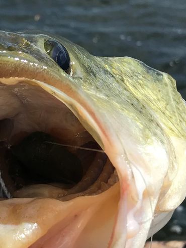 A person holding the mouth of a caught fish