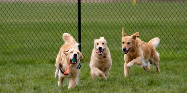 AKC Golden Retriever