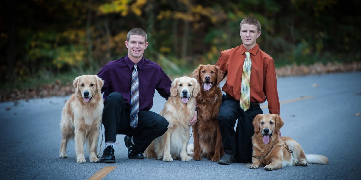 AKC Golden Retriever