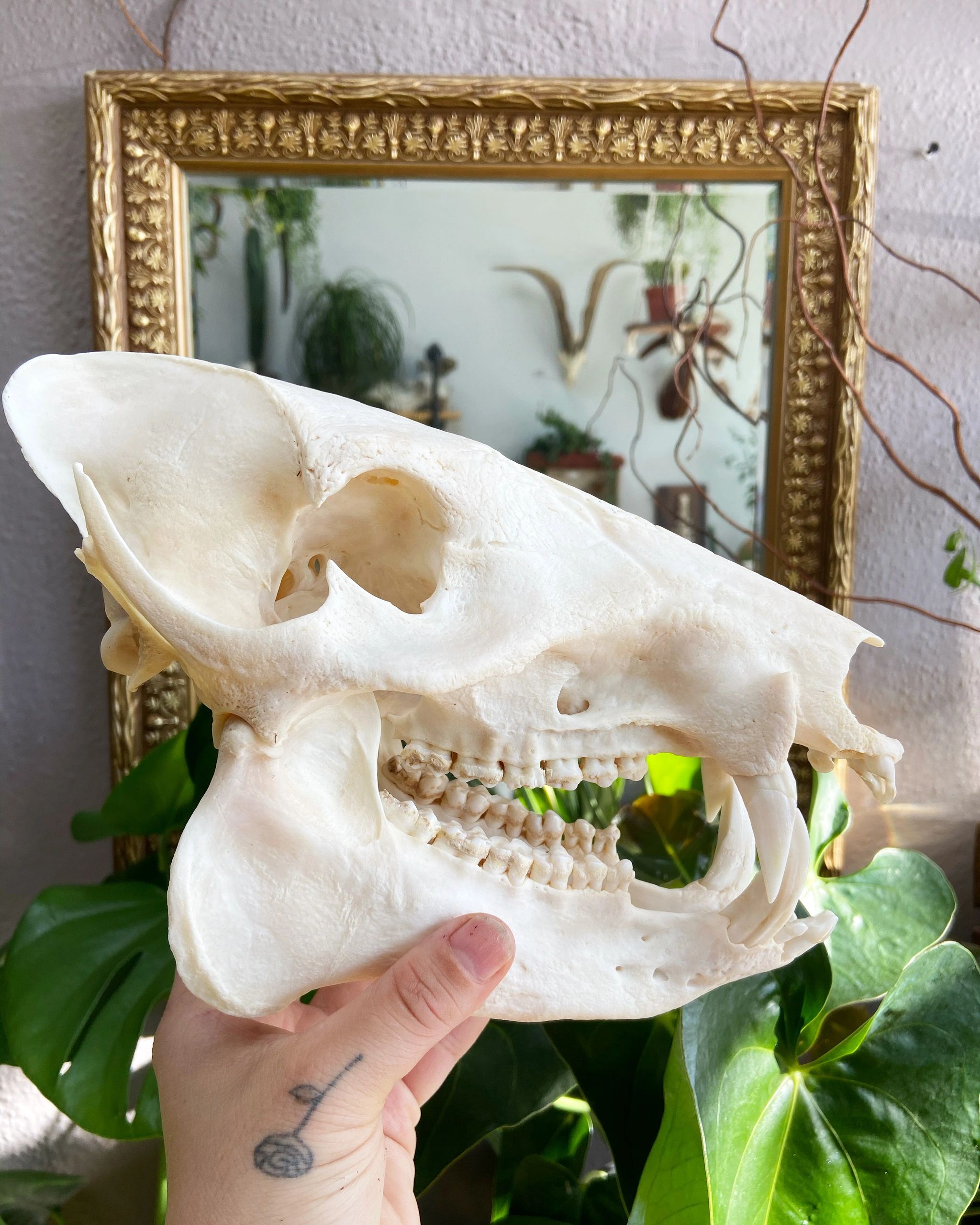 pig skull, warthog skull, oddities