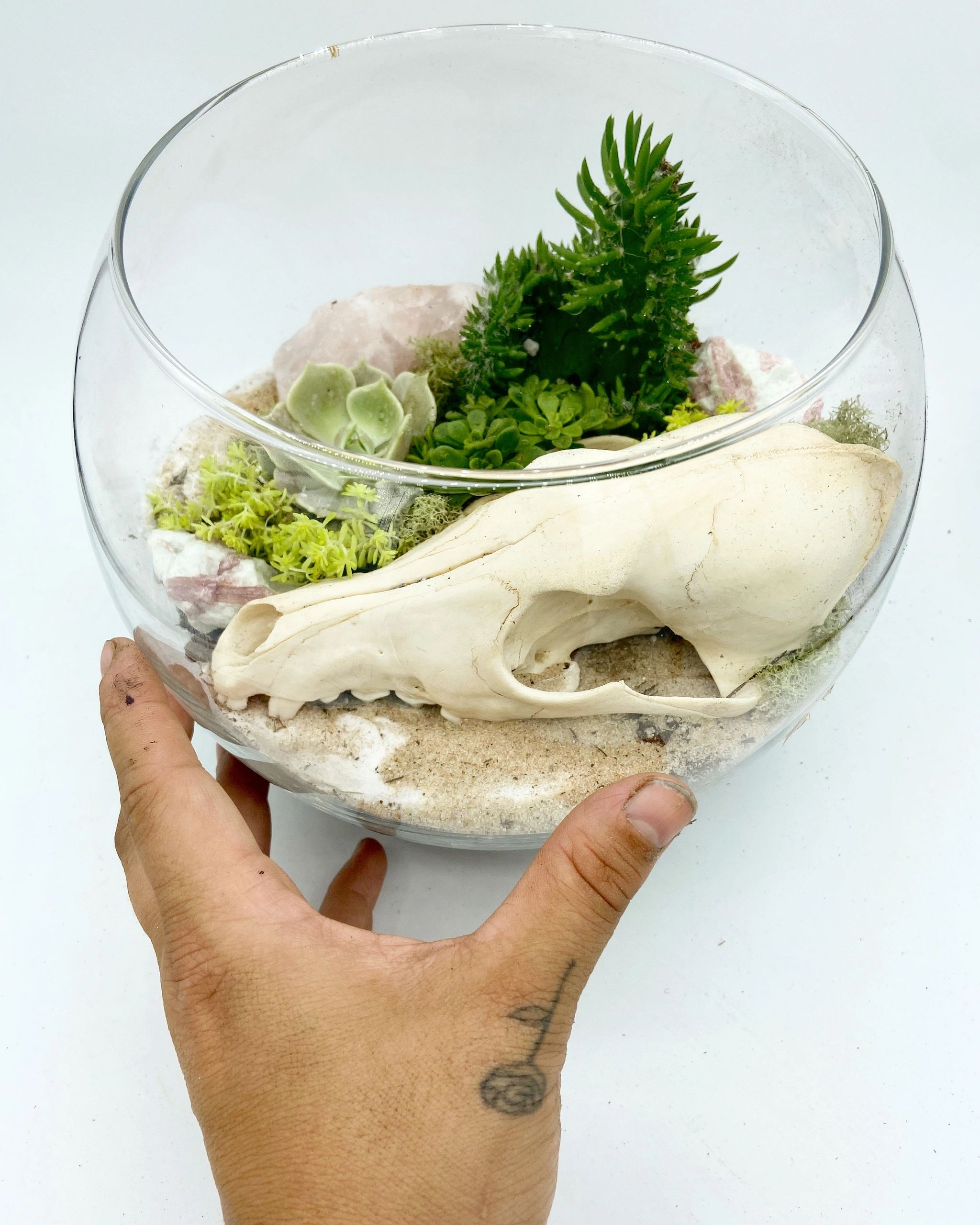 terrarium, plants and skull, coyote skull, coyote skull with cacti