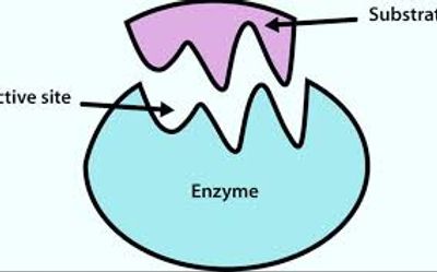 glutathione reductase enzyme Liposomal Glutathione Supplement main image 0