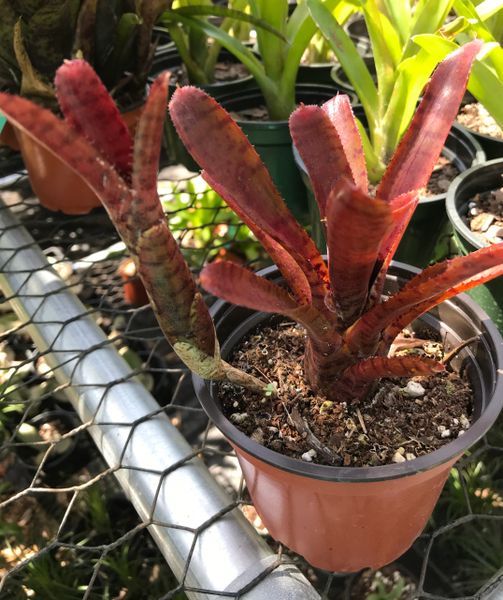 Neoregelia punctatissima rubra