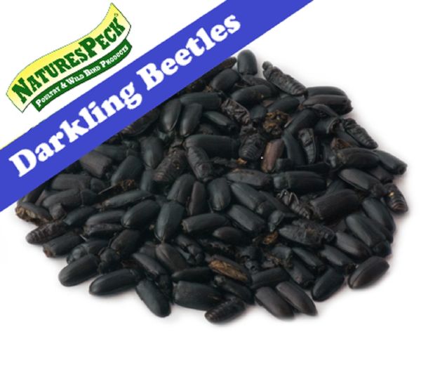 Dried Darkling(mealworm) Beetles( sizes)5 lbs or 11 lbs