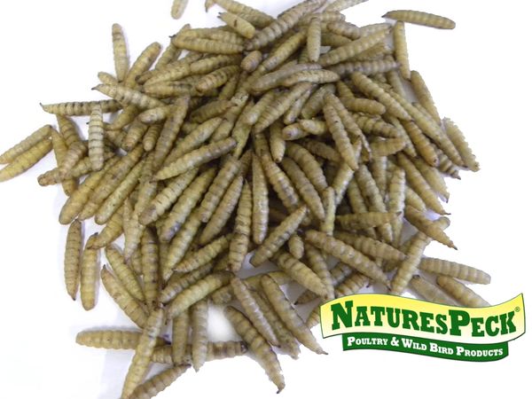 Dried Black Soldier Fly Larvae -11 -22-44 lbs.