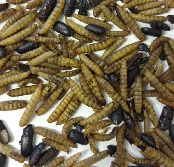 Black Soldier fly Larvae & Darkling Beetles- Blend -11 lbs.