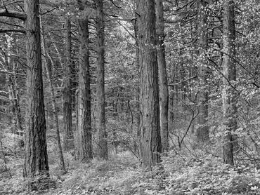 black and white photography,  Gerald Hill photography, Portland Oregon. Columbia River Gorge. trees 