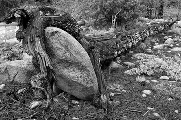 black and white photography,  Gerald Hill photography, sale,  landscape, Big Rock, tree's, Yosemite 