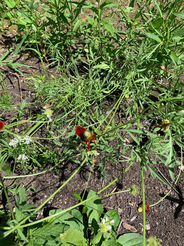 Upright Prairie Coneflower