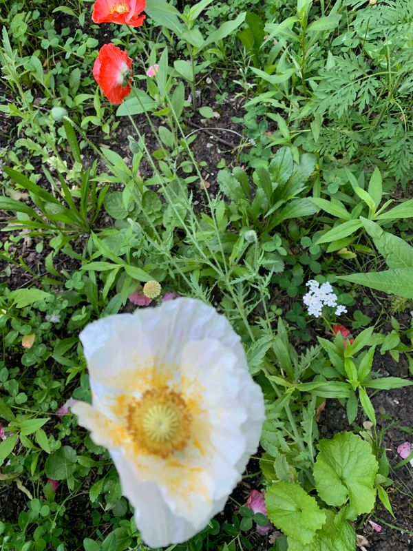 Common Poppy