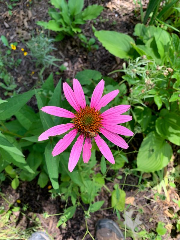 Purple Coneflower