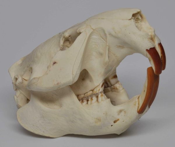 Real Bone Beaver Skull