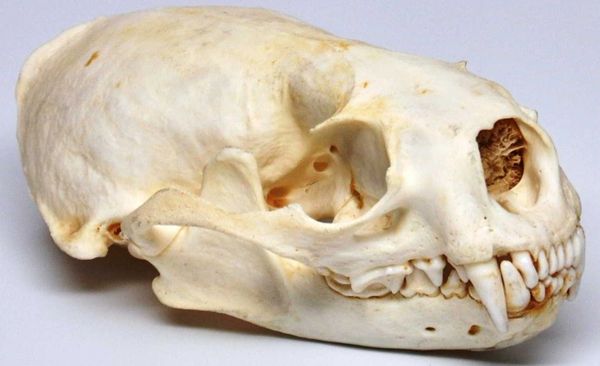 Real Bone North American River Otter Skull