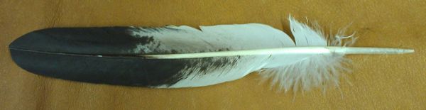 Imitation Bald Eagle Wing Feather