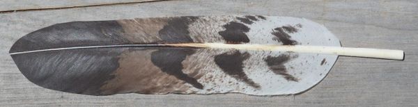 Imitation Cooper Hawk Feather