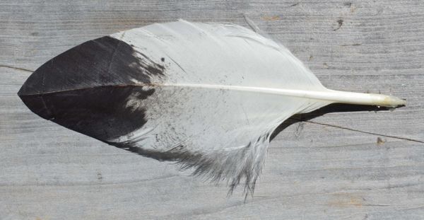 Imitation Golden Eagle Body Feather