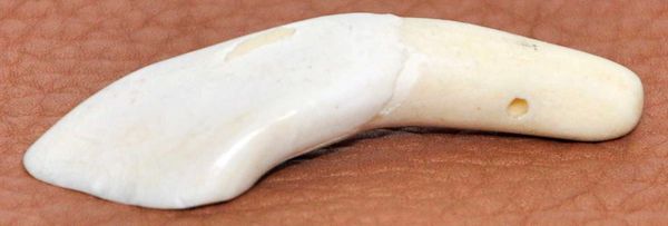 Drilled Buffalo Tooth Pendant