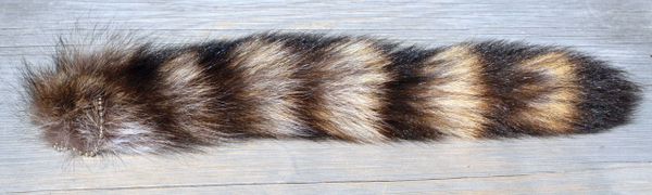 Raccoon Tail