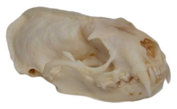 Real Bone Mink Skull