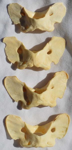 Real Bone Coyote Vertebra