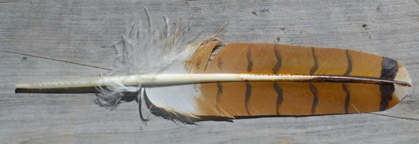 Imitation Immature Male Red Tail Hawk Feather