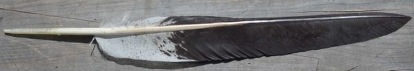 Imitation Bald Eagle Spike Feather