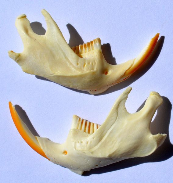 One Pair of Real Bone Muskrat Jaws