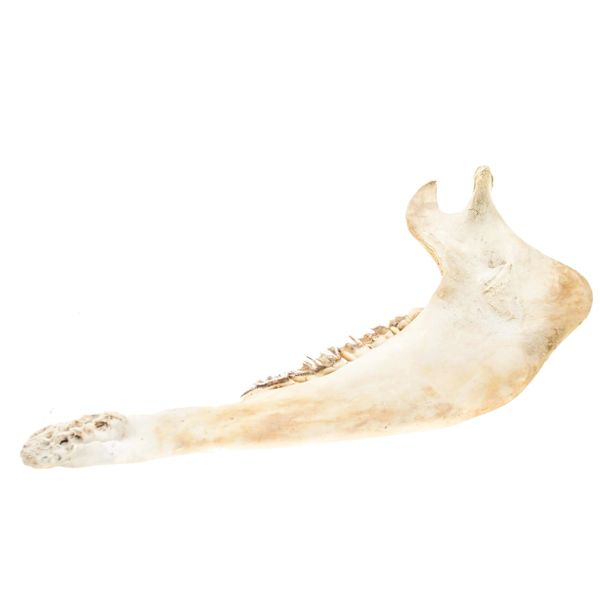 Real North American Bison Jaw Bone