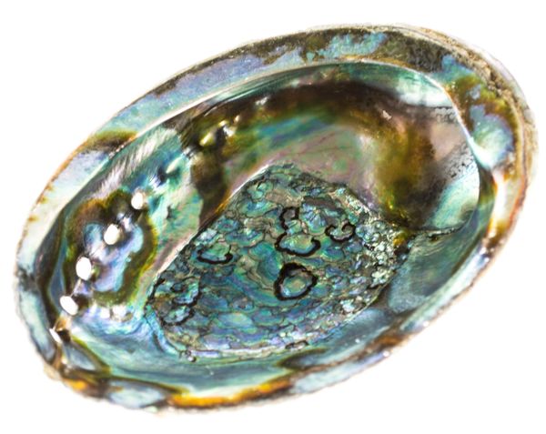 Abalone Shell Smudge Bowl