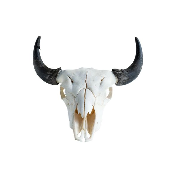 Real Bone Buffalo (Bison) Skull