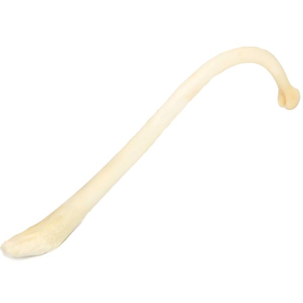 Large Adult Male Raccoon Penile Bone with FREE Shipping