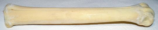 Real Elk Leg Bone