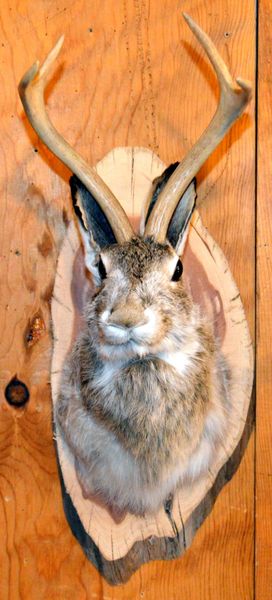 Jackalope Wall Mount with Free Shipping