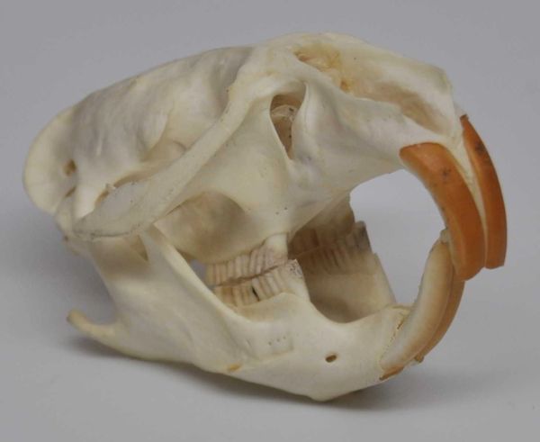 Real Bone Muskrat Skull