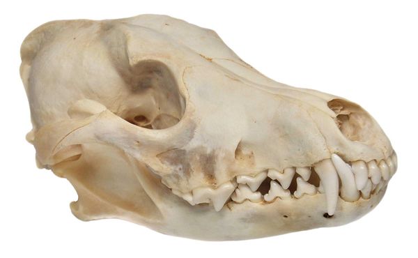 Real Bone Craft Grade Coyote Skull