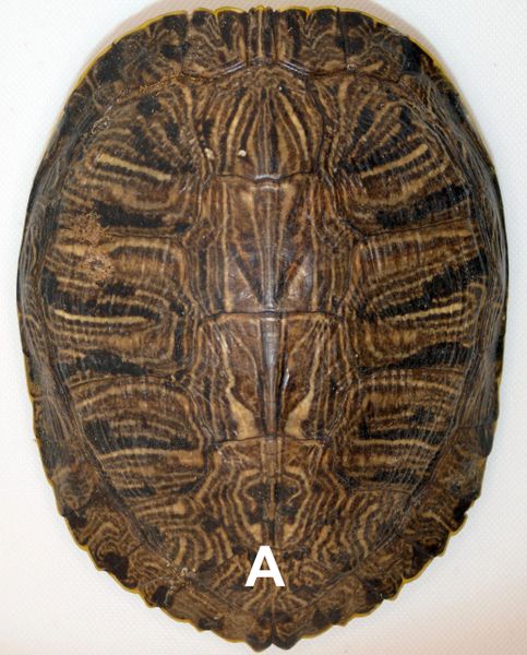 Real Red-eared Slider Turtle Shells