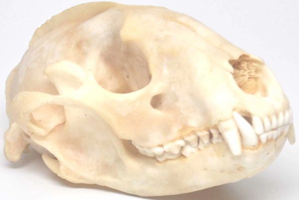 Real Bone Raccoon Skull