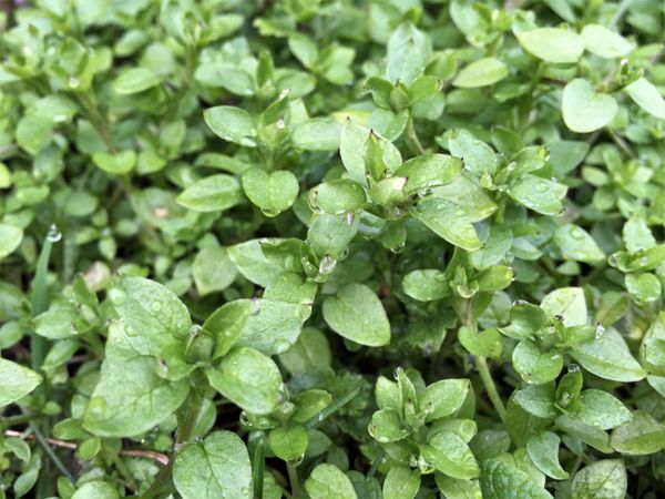 Chickweed Dried Herb Organic