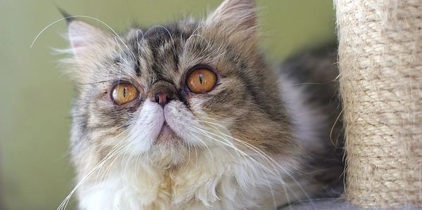 Cat by scratching post