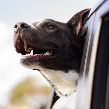 Pit bull head out of the window