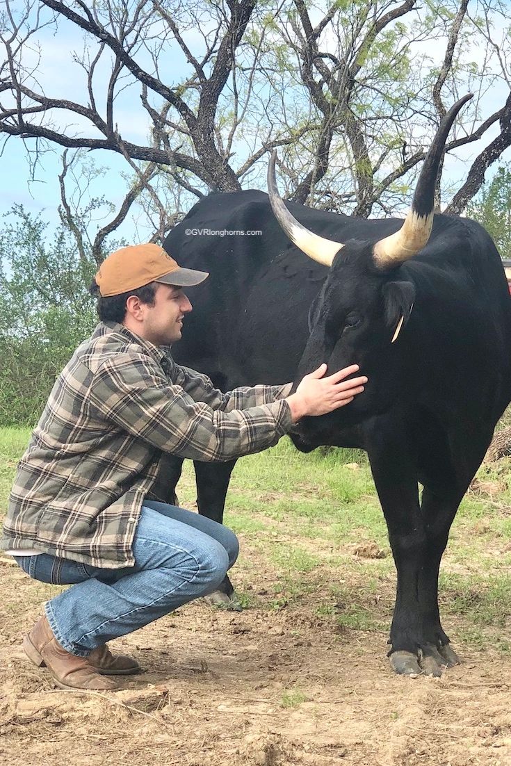 Are Texas Longhorn Cattle Dangerous