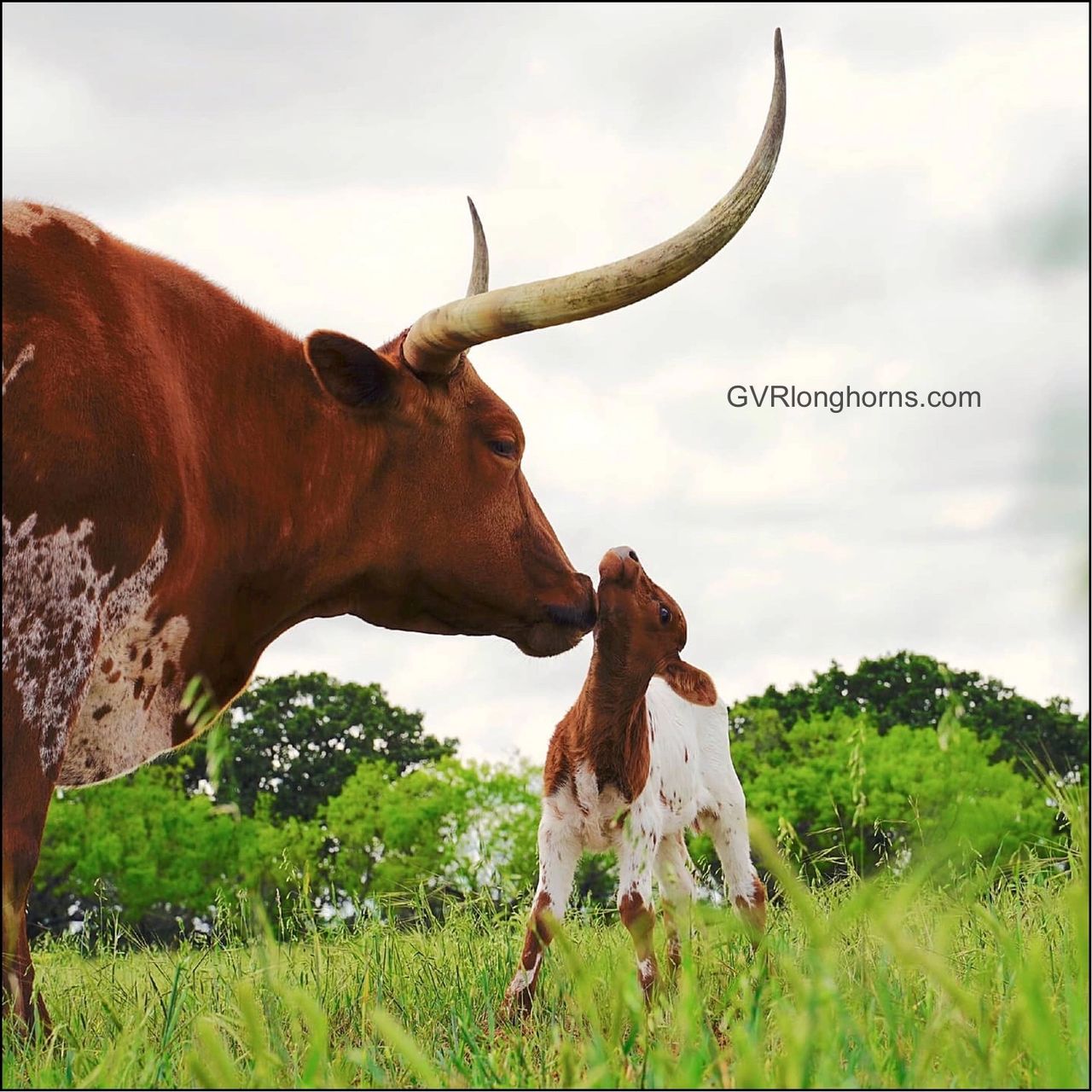 Where Is The Value In Texas Longhorn Cattle 5 Considerations